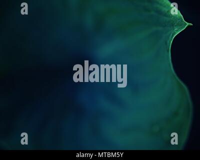 Contour des feuilles de l'hostа plan, une végétation luxuriante. Feuilles de couleur vert foncé d'une plante. Le hosta dans le jardin Banque D'Images