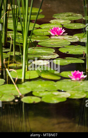 Lotus rose dans un fantastique jardin japonais Banque D'Images