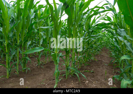 Les plantes de maïs cultivé dans le domaine agricole. Champ de maïs de près. Banque D'Images