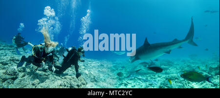 Groupe de plongeurs ressemble à un requin tigre (Galeocerdo cuvier) - panorama sous-marine Banque D'Images