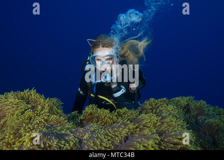 Plongeur femelle cherche sur grande belle - Anémone Anémone de mer magnifique (Heteractis magnifica) Banque D'Images