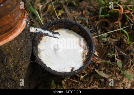 En latex naturel avec des gouttes d'arbre à caoutchouc Banque D'Images