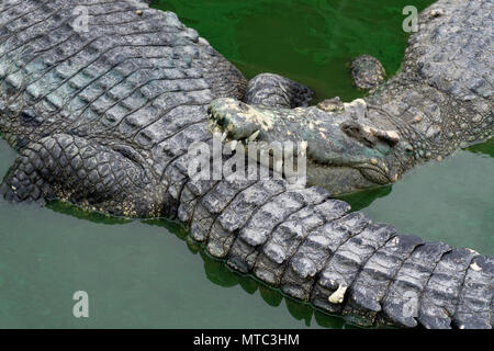 Les crocodiles dans le lac Banque D'Images