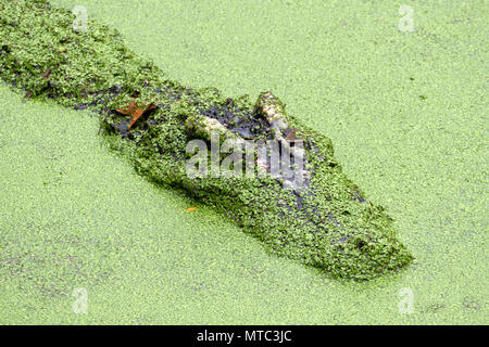 Tête de crocodile dans slime vert Banque D'Images