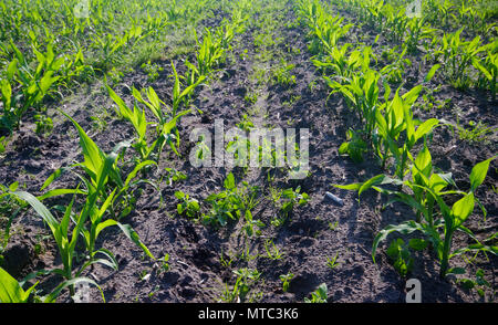 Récolte de maïs : rangées de jeunes plants de maïs sur un champ, certaines mauvaises herbes qui poussent entre les rangées Banque D'Images