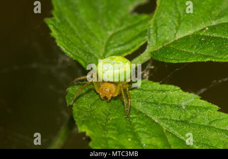 Green Spider de concombre, sur la feuille d'une framboise Banque D'Images