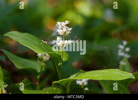 Faux muguet, également connu sous le nom de Lily, peut-être avec des fleurs blanches au printemps Banque D'Images