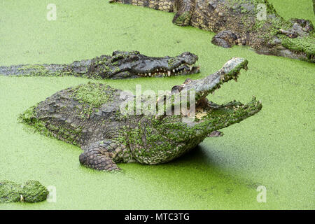 Avec la bouche ouverte de crocodile dans slime vert Banque D'Images