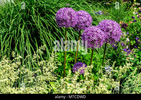 Allium Globemaster et herbes dans le lit Banque D'Images