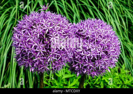 Balles bleues Allium Globemaster dans un jardin balles d'oignon ornemental Banque D'Images