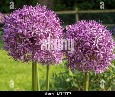 L'allium Globemaster, un géant allium allium giganteum, en pleine floraison dans un jardin Devon Banque D'Images