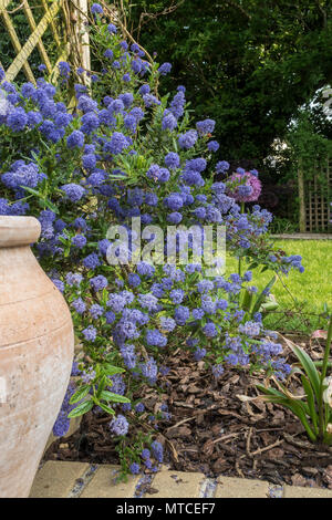 Ceanothus concha dans l'horticulture en regard de certains trellis dans un jardin, Devon avec allium globemaster derrière. Banque D'Images