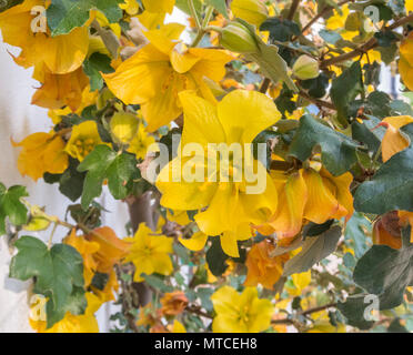 Fremontodendron California Glory grandir le mur blanc d'une maison Banque D'Images