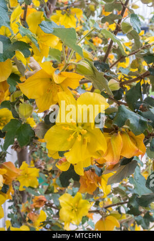 Fremontodendron California Glory grandir le mur blanc d'une maison Banque D'Images