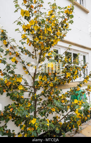 Fremontodendron California Glory grandir le mur blanc d'une maison Banque D'Images