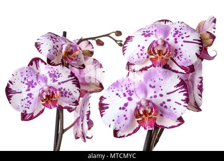 Pink orchid in front of white background Banque D'Images