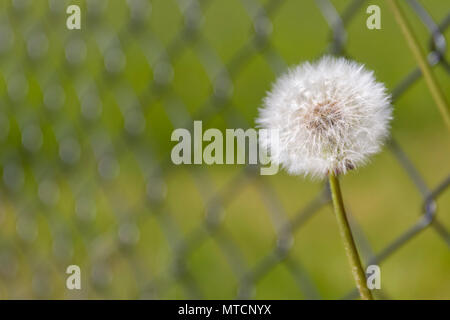 Vue rapprochée du pissenlit (Taraxacum officinale) réveil contre l'anneau métallique fence Banque D'Images