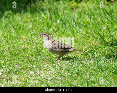 Une femelle adulte House Sparrow se nourrissant de graines de tournesol coeurs sur une pelouse dans un jardin en Alsager Cheshire England Royaume-Uni UK Banque D'Images