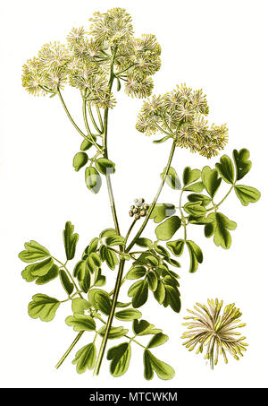 Thalictrum aquilegiifolium, une espèce de plantes de la Ranunculaceae, renoncule, famille des Siberian columbine meadow-rue, columbine meadow-rue, Français meadow-rue, et une plus grande meadow-rue. AkeleiblÃ¤ttrige Amstelraute Wiesenraute, auch genannt, amélioration de la reproduction numérique une impression du 19e siècle Banque D'Images