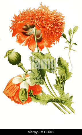 Le pavot à opium, Papaver somniferum, breadseed coquelicot. Schlafmohn numérique, l'amélioration de la reproduction de l'imprimé du 19e siècle Banque D'Images