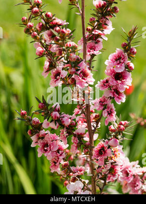 Rose double forme du Manuka Nouvelle-zélande ou arbre à thé, Leptospermum scoparium, la floraison au début de l'été Banque D'Images