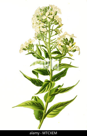 Hesperis matronalis, Rocket, dame's rocket, Damas, violet violet-dame, dames-millepertuis, dame a gilliflower gilliflower-parfumées, nuit, Queen's gilliflower, rogue a été gilliflower, lilas, sweet fusée, mère-de-la-soir, et l'hiver gilliflower. ¶Hnliche Nachtviole GewÃ, Gemeine Nachtviole Nachtviole Matronenblume, Rote, oder Kilte, amélioration de la reproduction numérique de l'imprimé du 19e siècle Banque D'Images