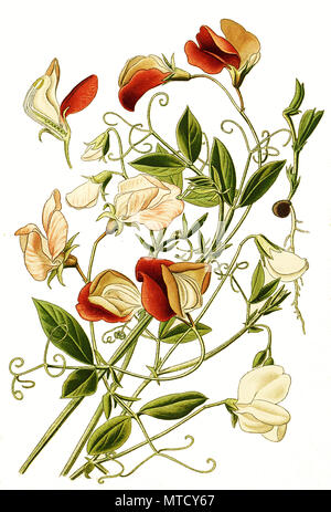 Lathyrus odoratus, Pois. Duftende Platterbse numérique, l'amélioration de la reproduction de l'imprimé du 19e siècle Banque D'Images