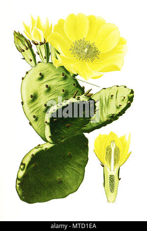 Opuntia vulgaris, Opuntia ficus-indica, Indian fig opuntia, Barbary fig, figuier de barbarie, cactus inerme, et le figuier de barbarie. Feigenkaktus Opuntie, numérique, l'amélioration de la reproduction de l'imprimé du 19e siècle Banque D'Images