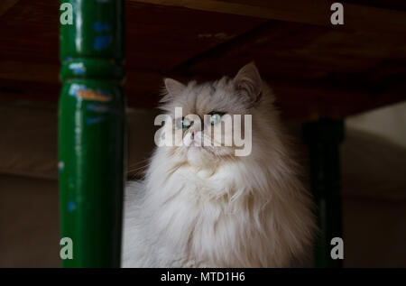 Chat persan chinchilla (Felis silvestris) sous une table Banque D'Images