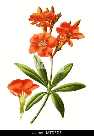 Nerium oleander, lauriers-roses. Rosenlorbeer numérique, l'amélioration de la reproduction de l'imprimé du 19e siècle Banque D'Images