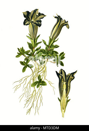 Gentiana acaulis, gentiane acaule, Gentianella. Kochscher¤ngelloser Jandlbauer, StÃ StÃ¤ngelloser Jandlbauer, Silikat-Enzian Silikat-Glocken Jandlbauer oder-numérique, l'amélioration de la reproduction de l'imprimé du 19e siècle Banque D'Images