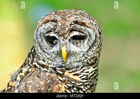 Owl (Strix chacoensis Chaco) trouvés dans l'ouest de la Bolivie, Paraguay et nord de l'Argentine. Des oiseaux en captivité en Angleterre Banque D'Images
