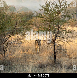 Lionne traque à travers la brousse africaine dans la lumière du matin à Sabi Sands Game Reserve Banque D'Images