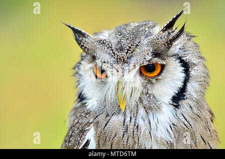 White-Faced Scops Owl (Ptilopsis leucotis / Ptilopsis granti) trouvés en Afrique. Des oiseaux en captivité, UK Banque D'Images