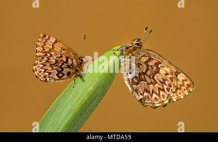 Détail de deux western pine elfin papillons Callophrys, eryhphon, reposant sur une feuille de fleurs sauvages dans le centre de l'Oregon Cascade. Mounains Banque D'Images