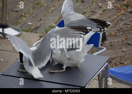 Brighton,UK,29 mai 2018,les gens forcés de partir comme des mouettes affamées à Brighton voler de la nourriture sur une table de restaurant. Les oiseaux semblent maintenant ont peu ou pas de crainte des humains. Credit : Keith Larby/Alamy Live News Banque D'Images