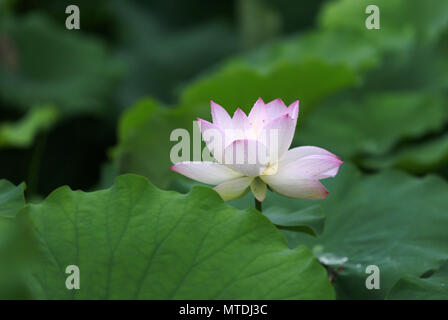 30 mai 2018 - Yichan, Yichan, Chine - Yichang, Chine 30 mai 2018 : fleurs de lotus blossom dans la pluie au parc d'enfants dans la région de Yichang, province du Hubei en Chine centrale. (Crédit Image : © SIPA l'Asie via Zuma sur le fil) Banque D'Images