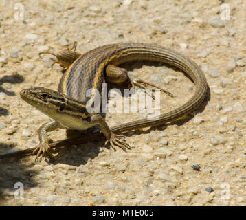 Psammodromus algirus, Grand Psammodromus, lézard algérien en Espagne Banque D'Images