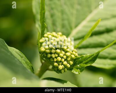Les jeunes plantes en fleurs d'hortensia en détail, gros plan sur shot Banque D'Images