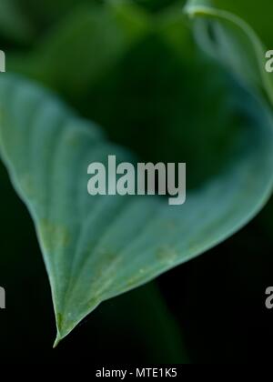 Contour des feuilles de l'hostа plan, une végétation luxuriante. Feuilles de couleur vert foncé d'une plante. Le hosta dans le jardin Banque D'Images