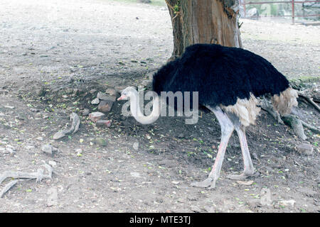 Autruche d'Afrique marche à Belgrade, Serbie Zoo. Banque D'Images