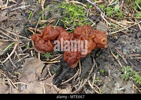 Faux Morel (Gyromitra esculenta), à partir de la Finlande aux champignons sauvages Banque D'Images