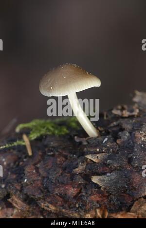 Sprucecone (Strobilurus esculentus), champignons sauvages comestibles provenant de la Finlande Banque D'Images