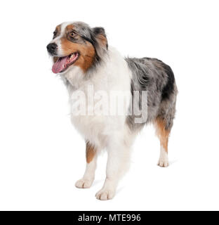 Portrait of Australian Shepherd Dog standing in front of white background, studio shot Banque D'Images