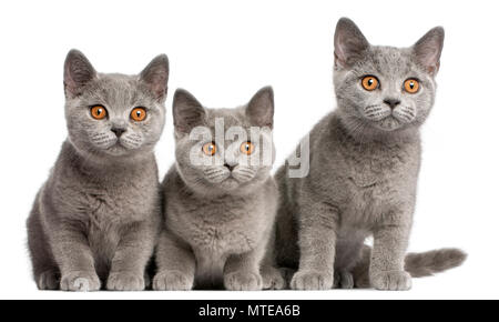 British Shorthair chatons, 3 mois, in front of white background Banque D'Images