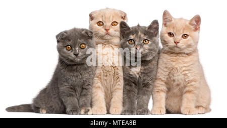 Scottish Fold et British Shorthair chatons, 10 semaines old, in front of white background Banque D'Images