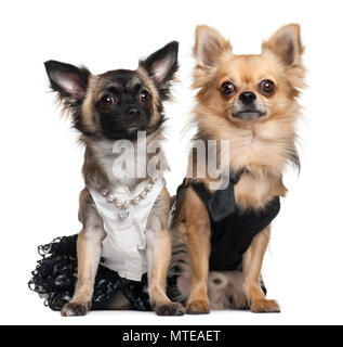 Les Chihuahuas, 7 mois et 2 ans, dans des tenues de mariage in front of white background Banque D'Images