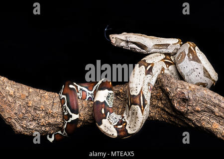 Boa constrictor / Red-tailed boa Banque D'Images