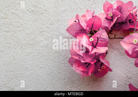 Bougainvilliers rose sur mur blanc with copy space Banque D'Images