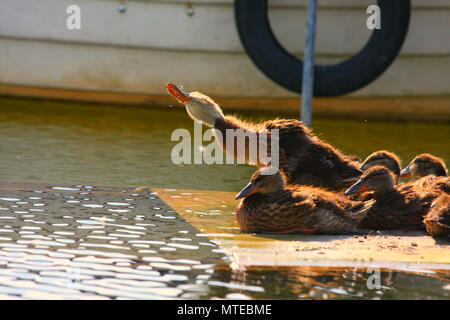 Famille de canards dans un peu cachée dock au lac Velence, Hongrie. Banque D'Images